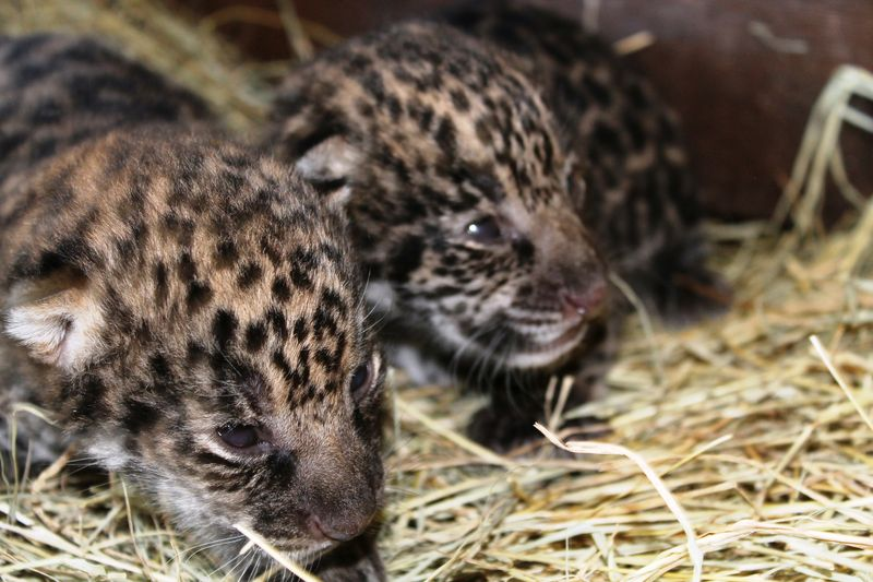Illustration for article titled The World Gets Cuter: Jaguar Edition